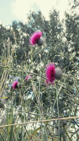 在森林边缘的草本植物中 有明亮的粉色茴香花 垂直的照片 — 图库照片