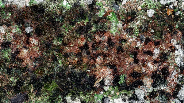 Kuru kahverengi ve yeşil yosun, doku. 