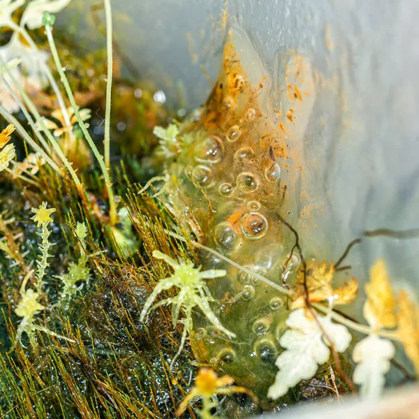 Slug, sphagnum, different moss and micro plants, macro photography.