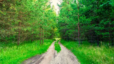 Yeşil çam ormanlarının arasındaki toprak yol. Parlak doğal manzara.