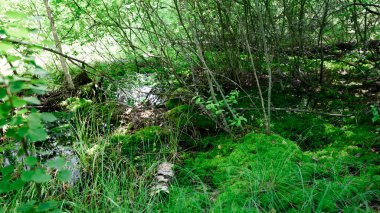 Ormanda bataklık, sphagnum yosunu, çalılar ve çimenler.
