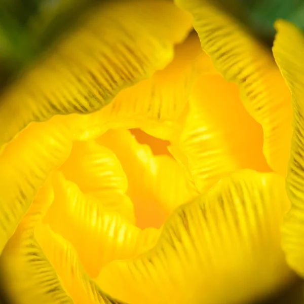 Adonis vernalis 'in parlak sarı tomurcuğu (sülün gözü, bahar sülünü gözü, sarı sülün gözü, sahte karabatak), makro atış.