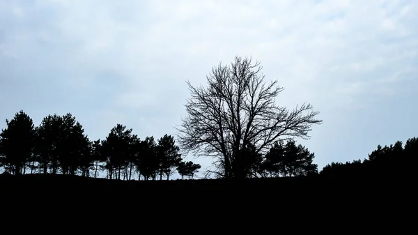 Silhueta Preta Árvores Paisagem Natural Contra Céu Azul Com Nuvens — Fotografia de Stock