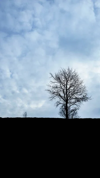 Silhueta Preta Árvore Paisagem Natural Contra Céu Azul Com Nuvens — Fotografia de Stock