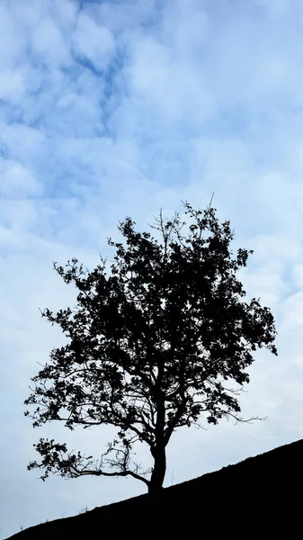 Silhouette Noire Arbre Paysage Naturel Face Ciel Bleu Nuageux — Photo