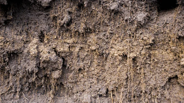 Sahada Toprağı Kesiyor Kökler Toprak — Stok fotoğraf