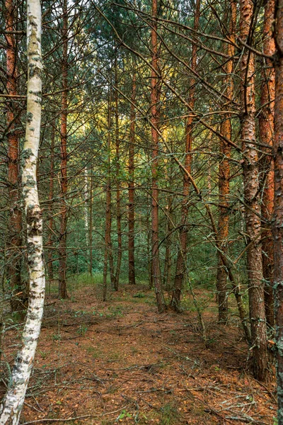 Δάσος Πεύκου Καλοκαίρι Φυσικό Τοπίο Κάθετο Πλαίσιο — Φωτογραφία Αρχείου
