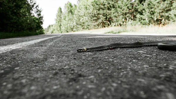 Natrix Che Morta Sotto Ruote Auto Una Strada Forestale Asfaltata — Foto Stock