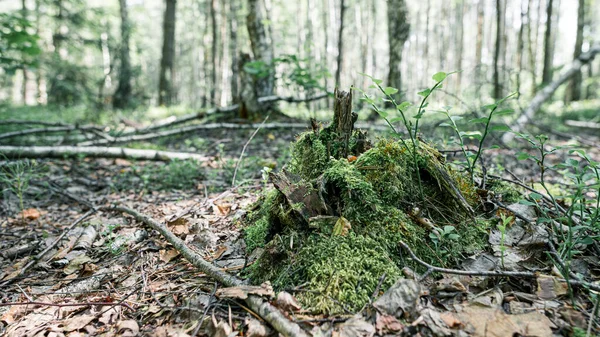 Une Souche Rubis Dans Les Bois Mousseux Paysage Naturel Russe — Photo