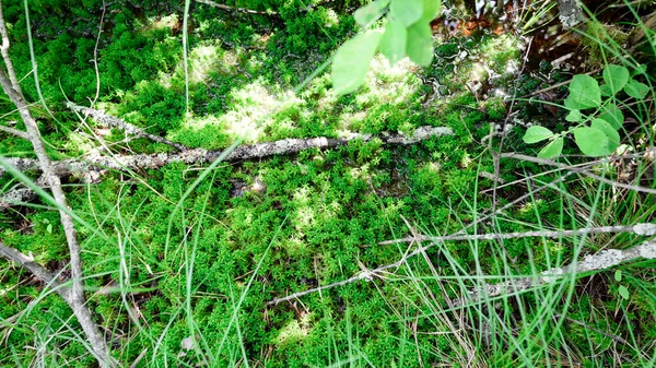 Musgo Verde Sphagnum Crece Pantano Verano Entre Hierba — Foto de Stock