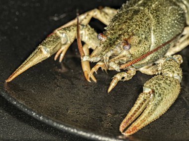 Siyah tabakta gri-yeşil nehir kerevitlerinin portresi..