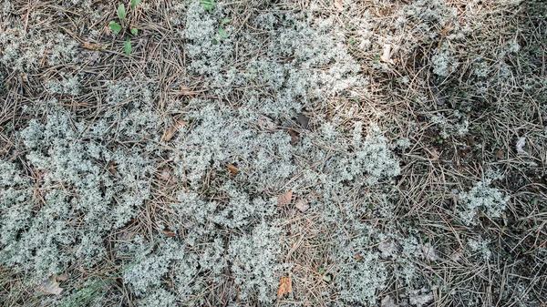Cladonia Alpicola Crece Densamente Claro Textura — Foto de Stock