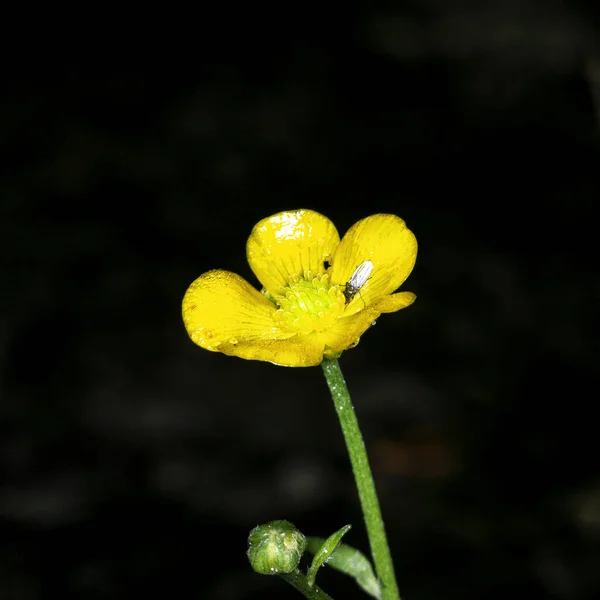 Una Pequeña Mosca Sobre Una Flor Buttercup Color Amarillo Brillante — Foto de Stock