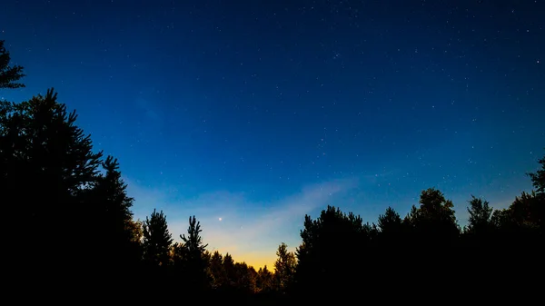 Der Sternenhimmel Wald Die Silhouetten Der Bäume — Stockfoto