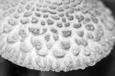 Macrolepiota mantar şapkası ve pullu yağmur damlacıkları.