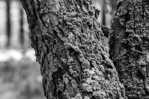 Tronc d'arbre dans la forêt, couvert de mousse et de lichen — Photo