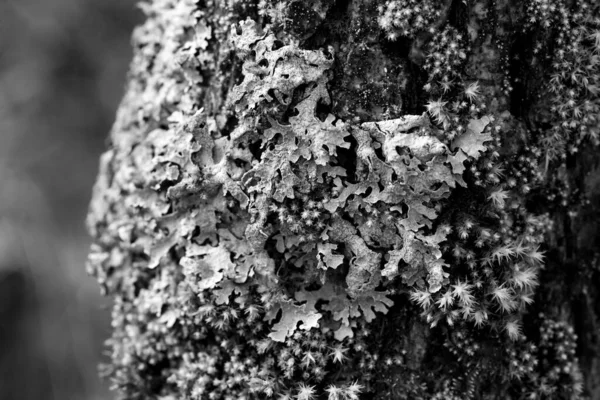 Lichen Parmelia sulcata y musgo verde brillante en la corteza de un árbol —  Fotos de Stock