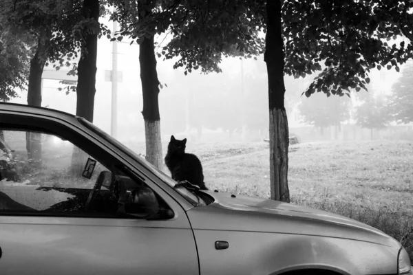 Black cat on a car hood on an early foggy morning — Stock Photo, Image