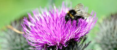 Yaban arısı devedikeni çiçeğinden polen toplar.
