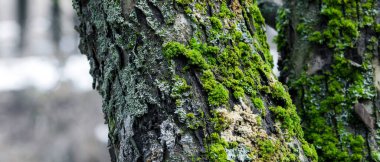 Ormandaki ağaç gövdesi, yosun ve yosunla kaplı.