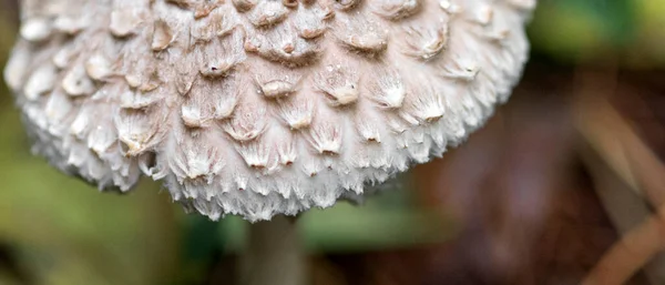 Seta paraguas Leucoagaricus nympharum en un bosque de pinos — Foto de Stock