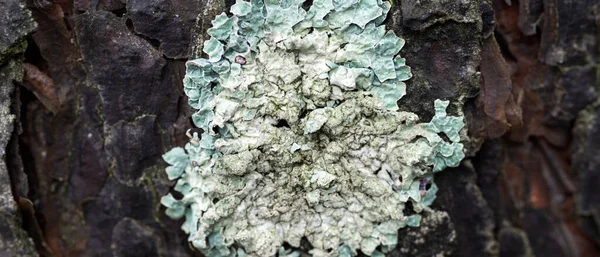 Lichen Flavoparmelia caperata sur écorce de pin — Photo