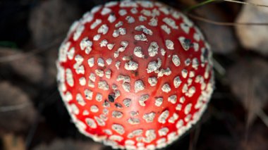 Amanita muscaria mantarı, üst manzara..