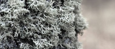 Ağaç gövdesinde Evernia prunastri gri liken