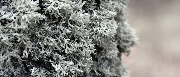 Evernia prunastri gray lichen on a tree trunk — стоковое фото