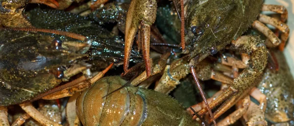 Un montón de cangrejos vivos con garras —  Fotos de Stock