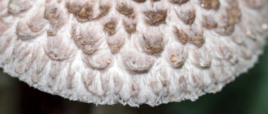 Macrolepiota mantar şapkası ve pullu yağmur damlacıkları.