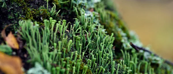 Lichene cladonia coniocraea e muschio sulla corteccia degli alberi nella foresta autunnale. — Foto Stock