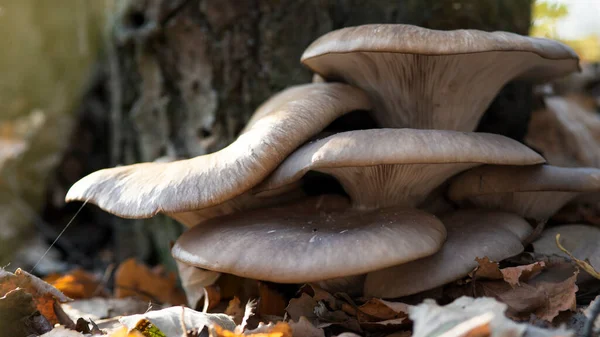 Large beautiful mushrooms Pleurotus ostreatus in the autumn forest near a tree among fallen leaves — Stock Photo, Image