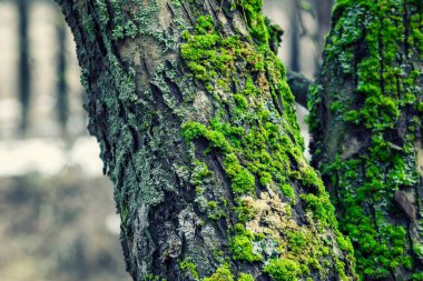 Ormandaki ağaç gövdesi, yosun ve yosunla kaplı.