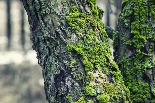 Ormandaki ağaç gövdesi, yosun ve yosunla kaplı.