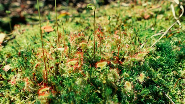 Parlak yeşil-kırmızı yırtıcı bitki Drosera rotundifolia — Stok fotoğraf