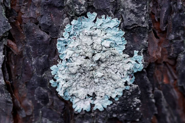 Lichen Flavoparmelia caperata na borovicové kůře — Stock fotografie