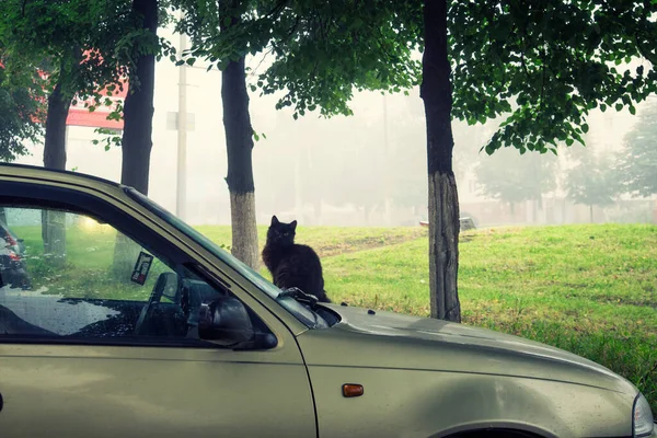 車のフードに黒い猫 — ストック写真