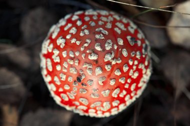 Amanita muscaria mantarı, üst manzara..