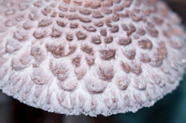 Macrolepiota mantar şapkası ve pullu yağmur damlacıkları.