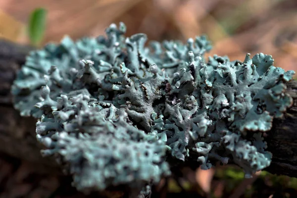 Lichen Hypogymnia physodes на ветке дерева. — стоковое фото