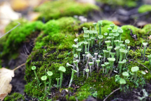 Lichen cladonia pyxidata och mossa i höstskogen. — Stockfoto