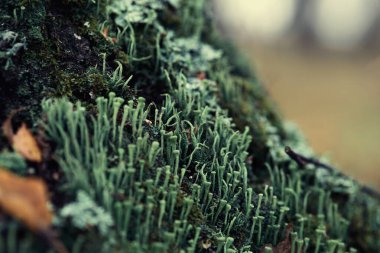 Lichen cladonia coniocraea ve yosun sonbahar ormanlarında ağaç kabuklarında..