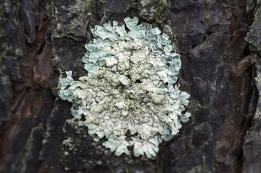 Çam kabuğunda Lichen Flavoparmelia caperata