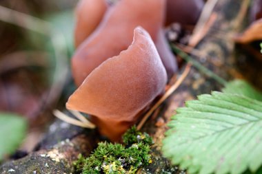 Auricularia auricula-judae ormandaki düşen bir ağaçta, yosunların arasında yetişir.