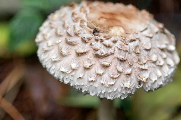 Umbrella mushroom Leucoagaricus nympharum in a pine forest — стоковое фото