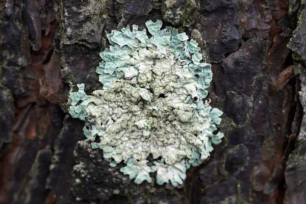Lichen Flavoparmelia caperata na borovicové kůře — Stock fotografie