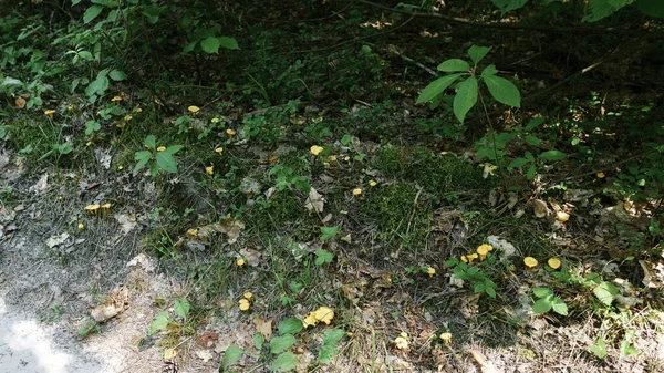 Parlak sarı mantarlar büyük miktarlarda büyürler. — Stok fotoğraf
