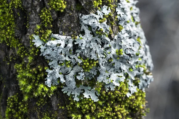 Lichen Parmelia sulcata y musgo verde brillante en la corteza de un árbol — Foto de Stock