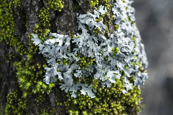 Lichen Parmelia Sulcata ve ağaç kabuğundaki parlak yeşil yosun.